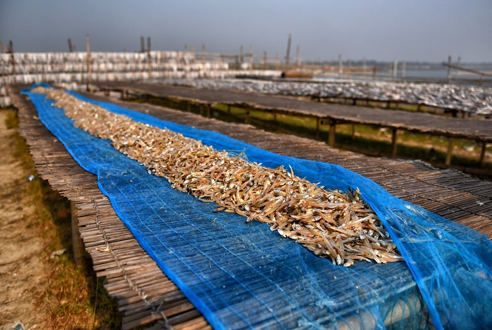 Dry Fish Processing At The Coastal Area Of Bengal: Photo Series By Avishek Das