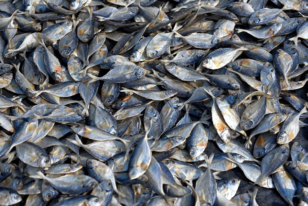 Dry Fish Processing At The Coastal Area Of Bengal: Photo Series By Avishek Das