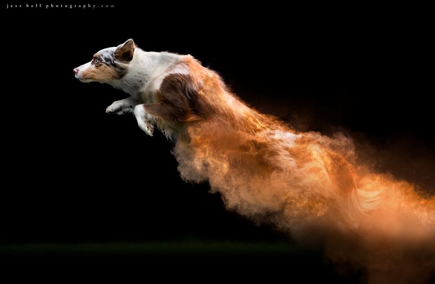 Canadian Photographer Jess Bell Captured Artistic Images Of Animals In Action