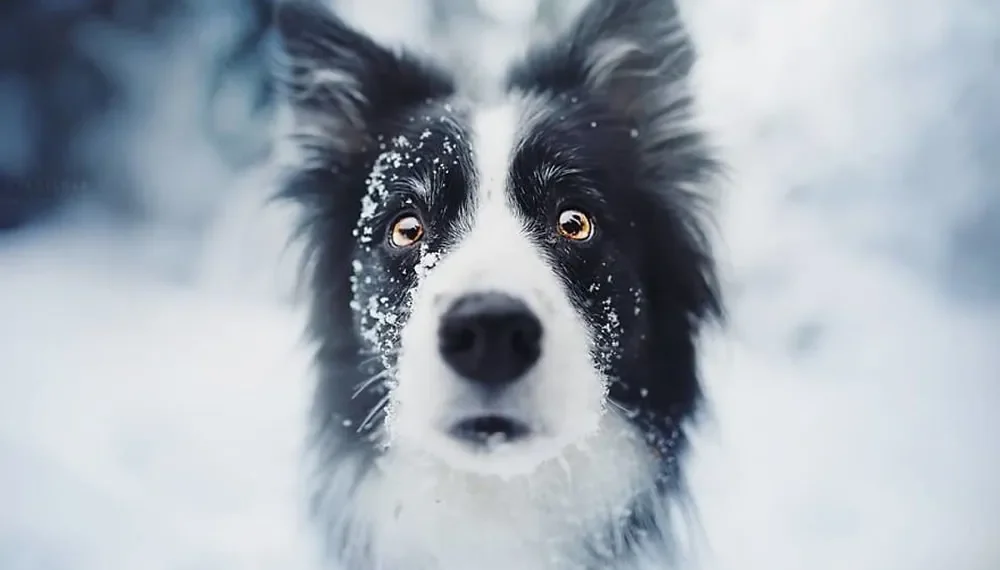 Close-up of a snow-dusted border collie looking into the camera