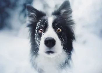 Close-up of a snow-dusted border collie looking into the camera