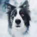 Close-up of a snow-dusted border collie looking into the camera