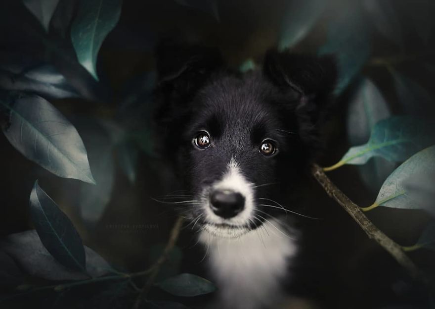 The Best Dog Photos I Have Ever Captured By Kristyna Kvapilova