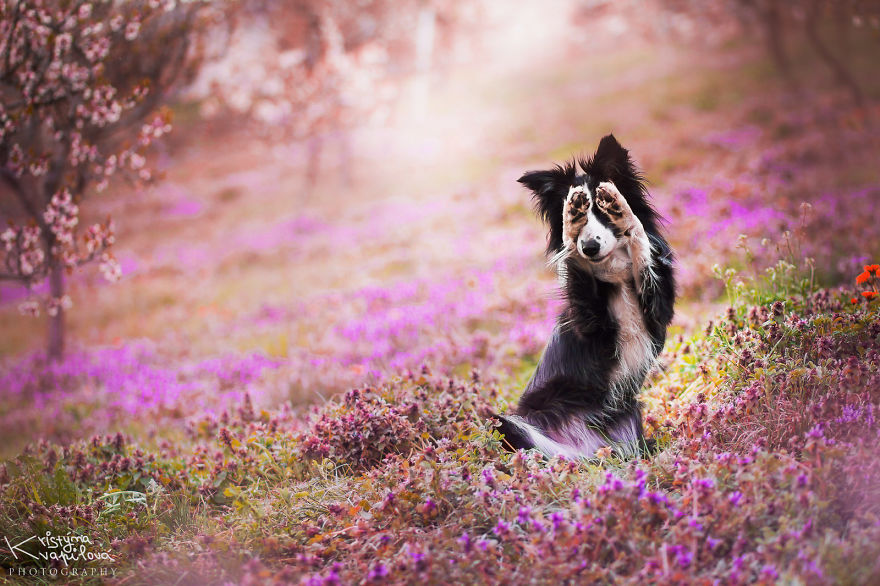 The Best Dog Photos I Have Ever Captured By Kristyna Kvapilova