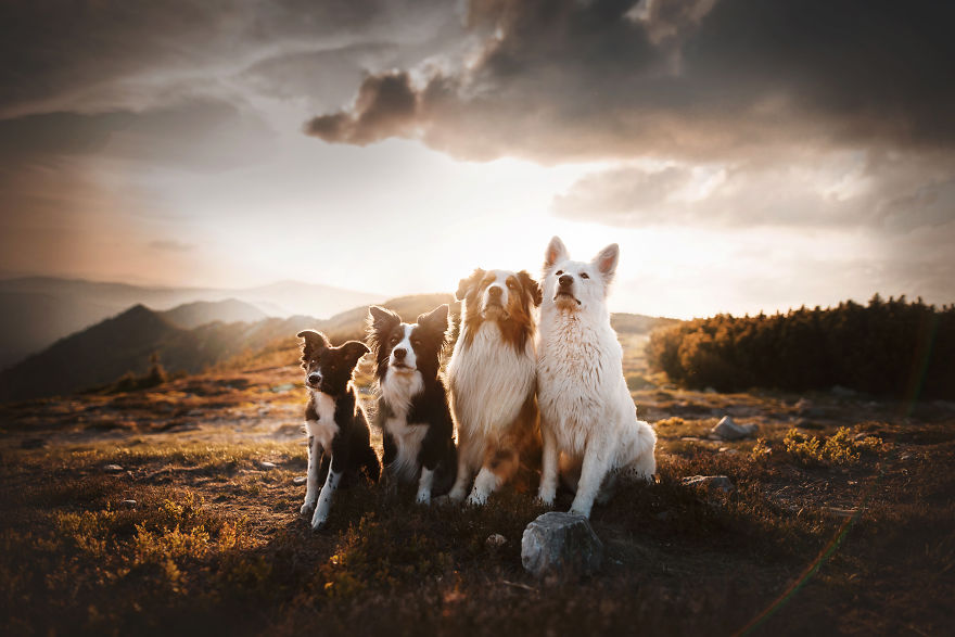 The Best Dog Photos I Have Ever Captured By Kristyna Kvapilova