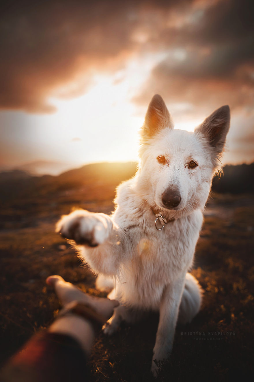 The Best Dog Photos I Have Ever Captured By Kristyna Kvapilova