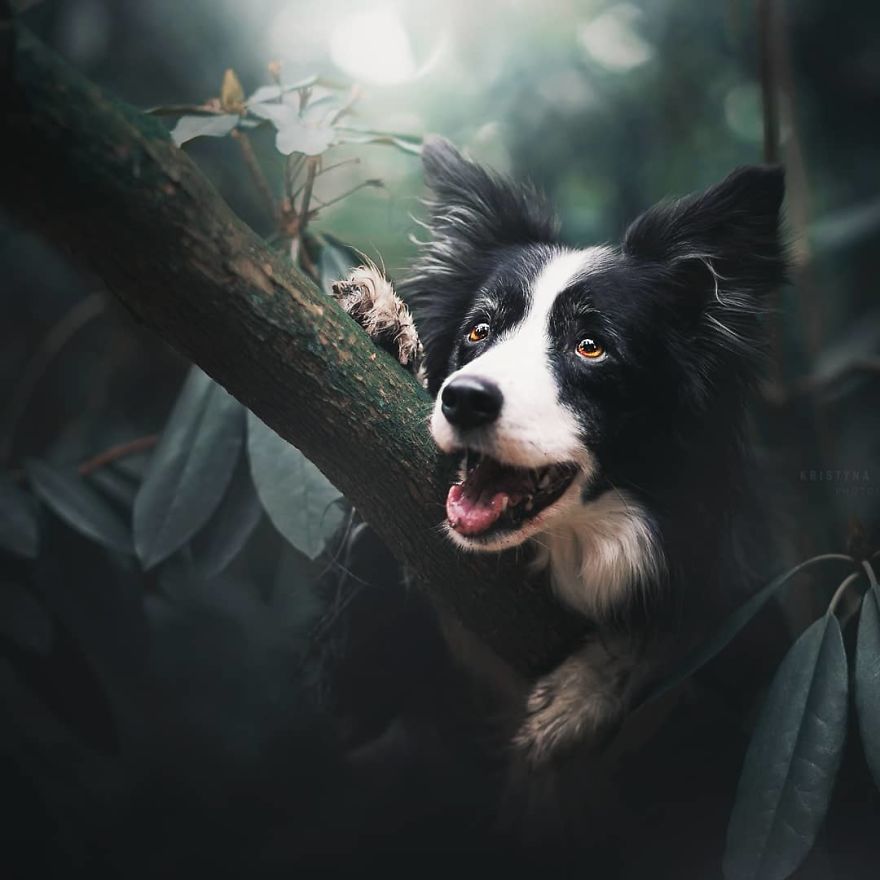 The Best Dog Photos I Have Ever Captured By Kristyna Kvapilova