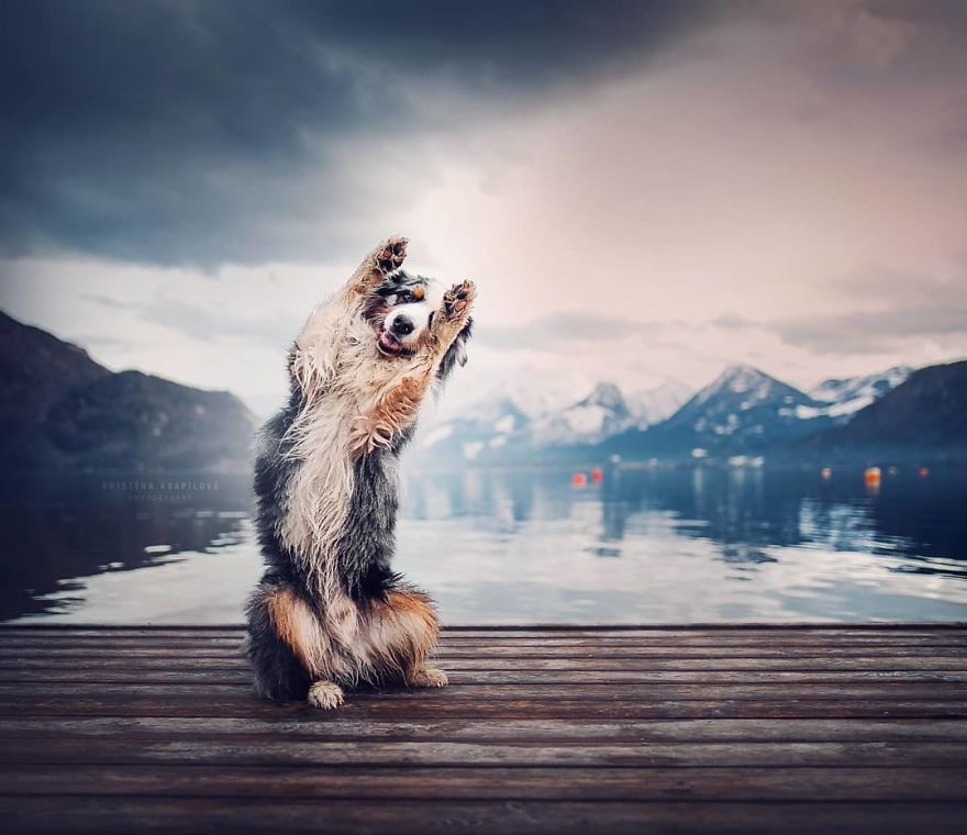 The Best Dog Photos I Have Ever Captured By Kristyna Kvapilova