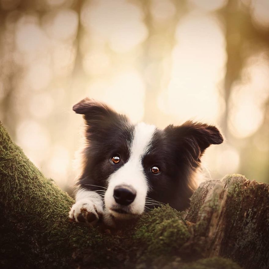 The Best Dog Photos I Have Ever Captured By Kristyna Kvapilova