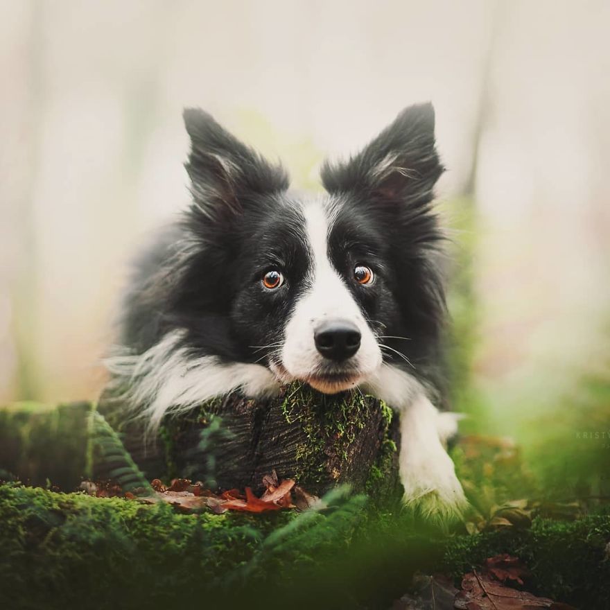 The Best Dog Photos I Have Ever Captured By Kristyna Kvapilova