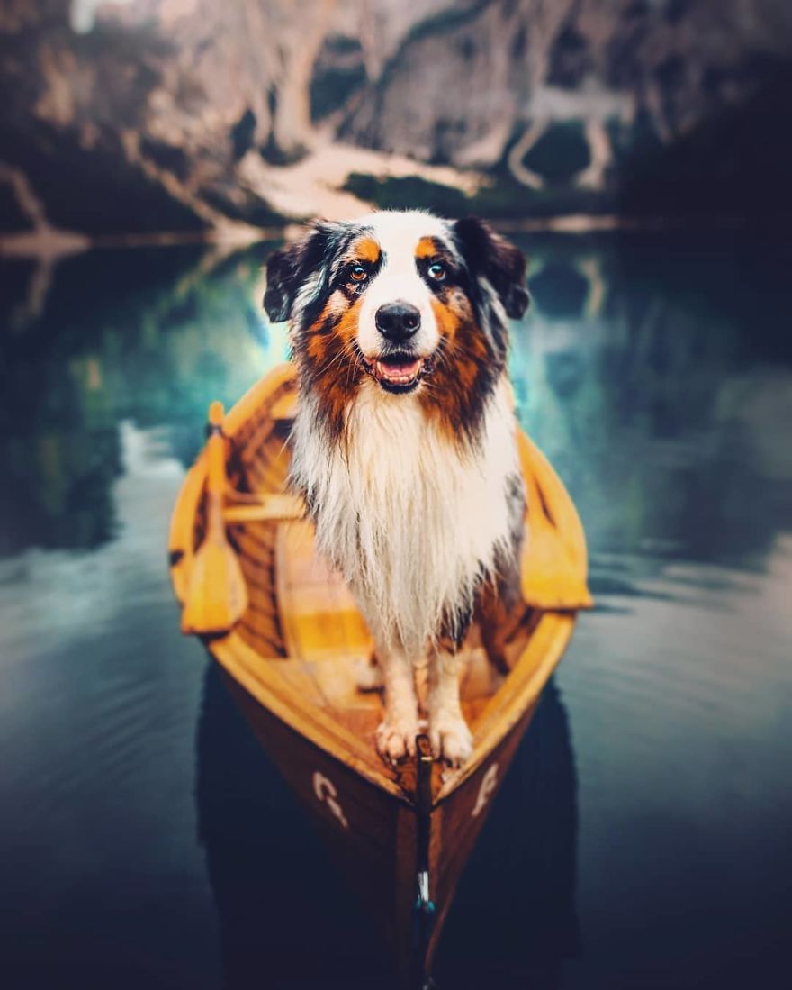 The Best Dog Photos I Have Ever Captured By Kristyna Kvapilova