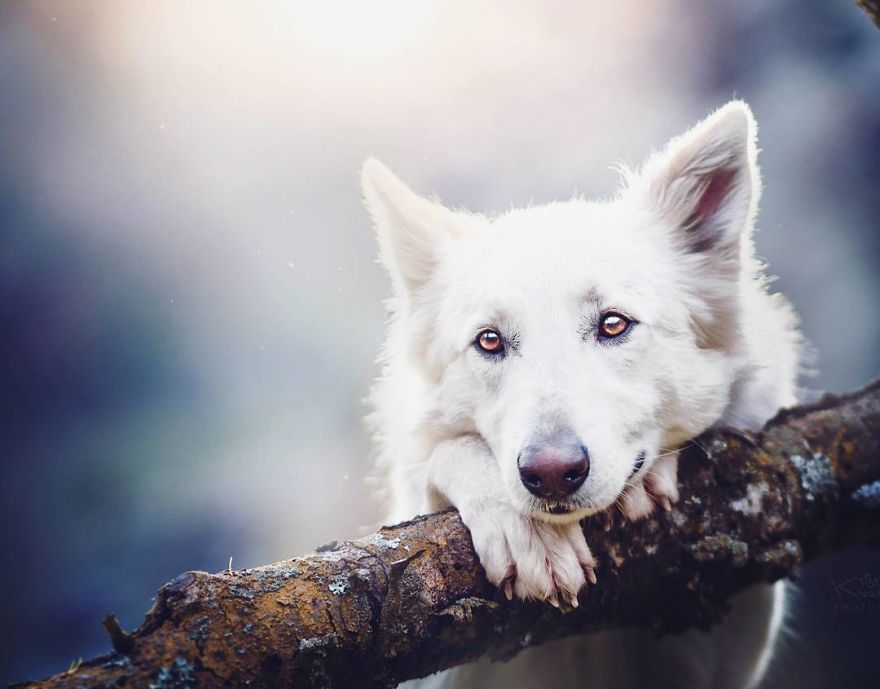 The Best Dog Photos I Have Ever Captured By Kristyna Kvapilova