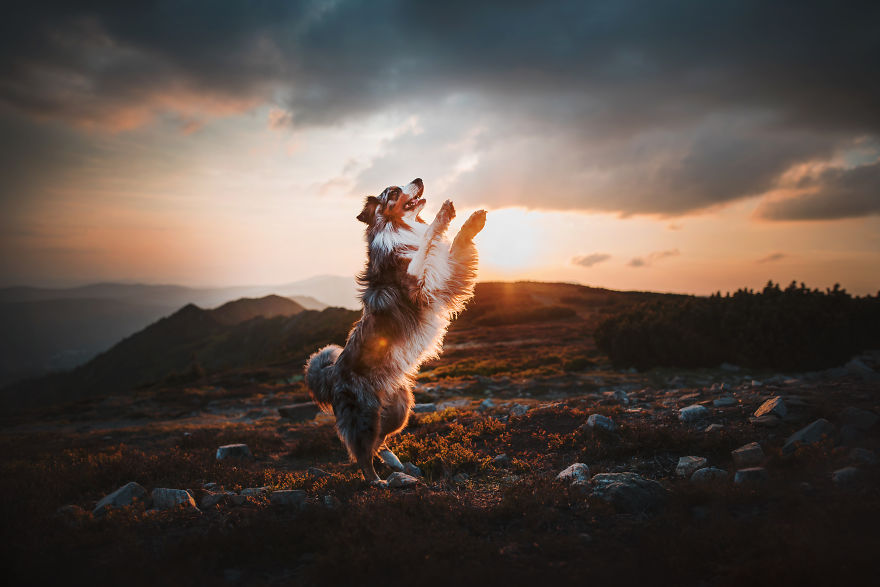 The Best Dog Photos I Have Ever Captured By Kristyna Kvapilova