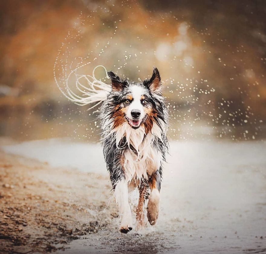 The Best Dog Photos I Have Ever Captured By Kristyna Kvapilova