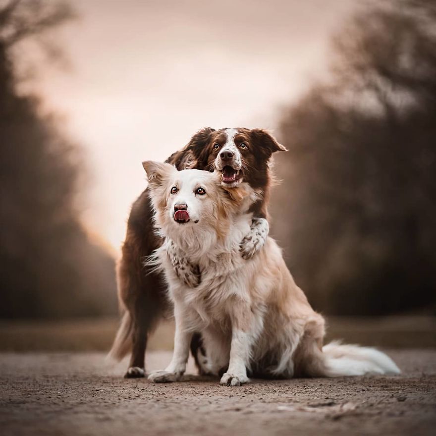 The Best Dog Photos I Have Ever Captured By Kristyna Kvapilova