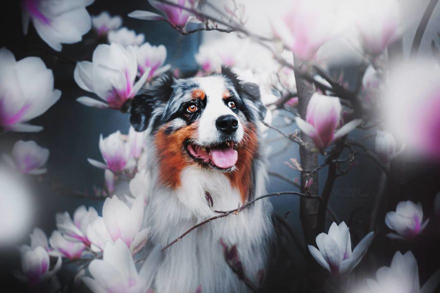 The Best Dog Photos I Have Ever Captured By Kristyna Kvapilova