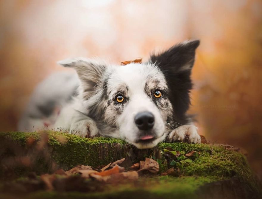 The Best Dog Photos I Have Ever Captured By Kristyna Kvapilova