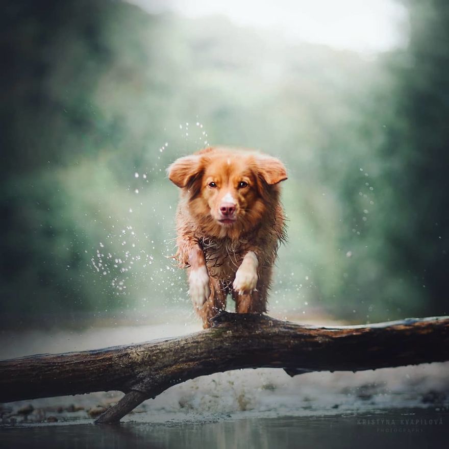 The Best Dog Photos I Have Ever Captured By Kristyna Kvapilova