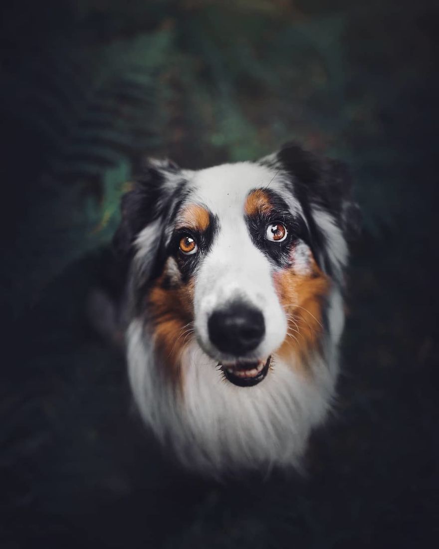 The Best Dog Photos I Have Ever Captured By Kristyna Kvapilova