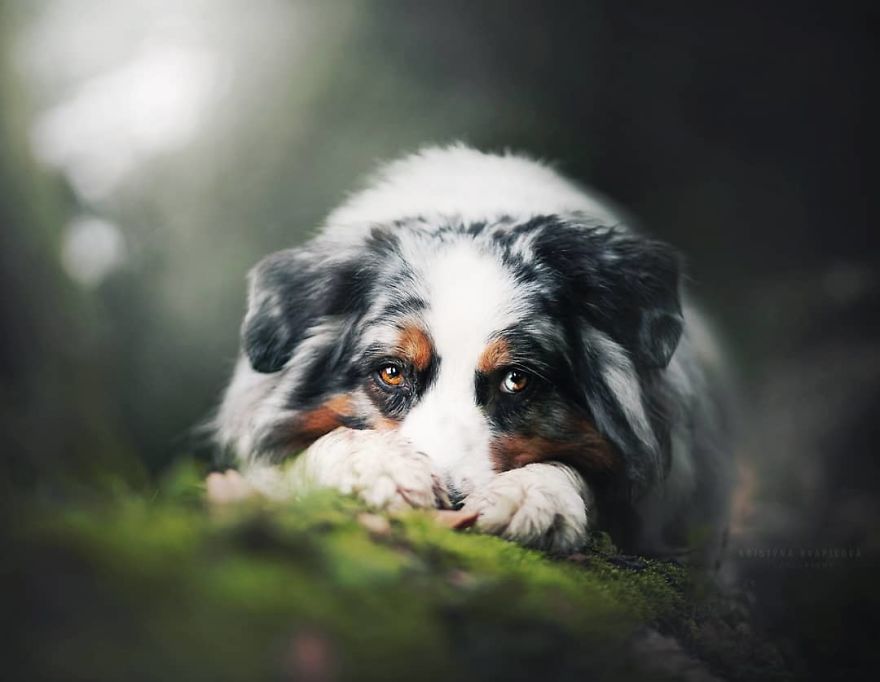 The Best Dog Photos I Have Ever Captured By Kristyna Kvapilova