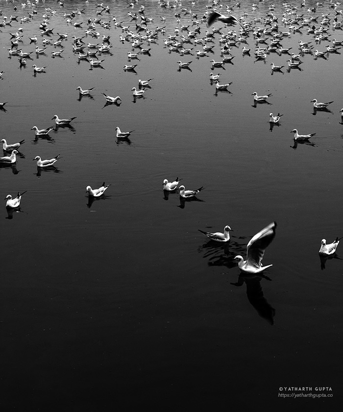 Migratory Bustle At Yamuna Ghat: Photo Series By Yatharth Gupta