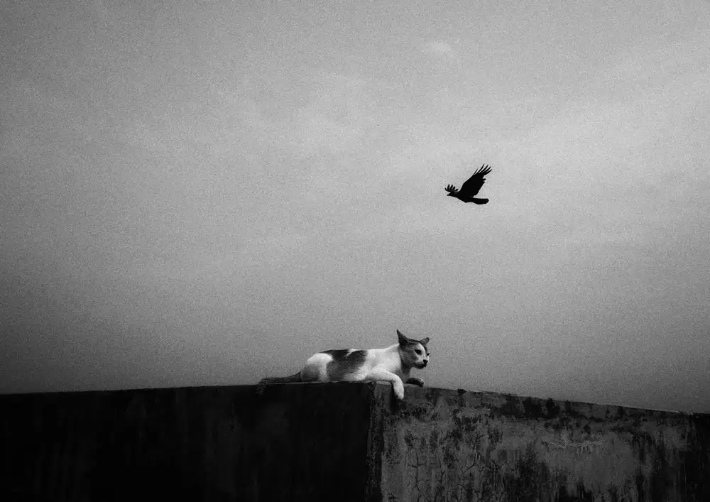 A Diabolical Love Story Of A Lone Wolf And 9 Life-erss