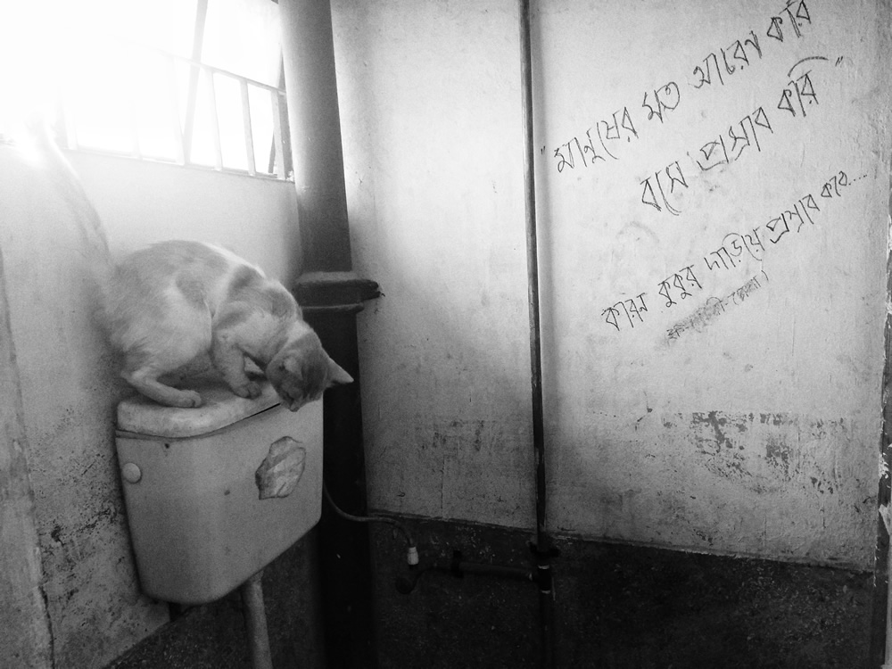 Cats Photo Series By Akash Das Abir