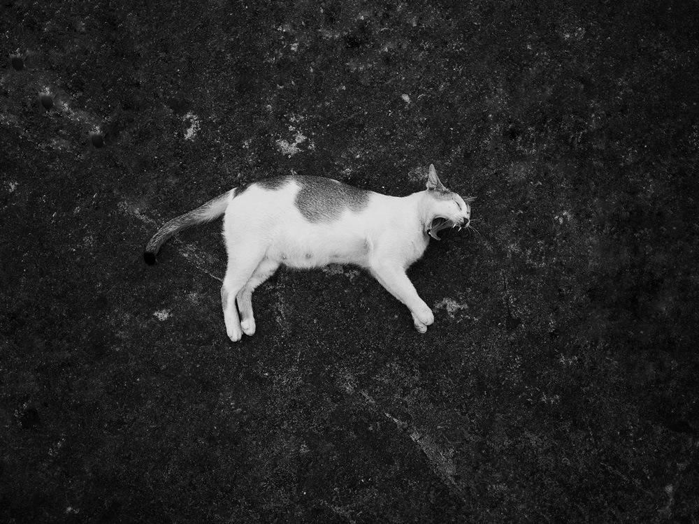 Cats Photo Series By Akash Das Abir