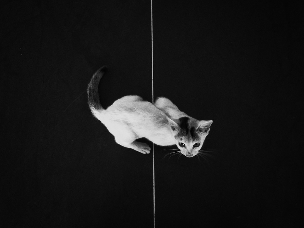 Cats Photo Series By Akash Das Abir