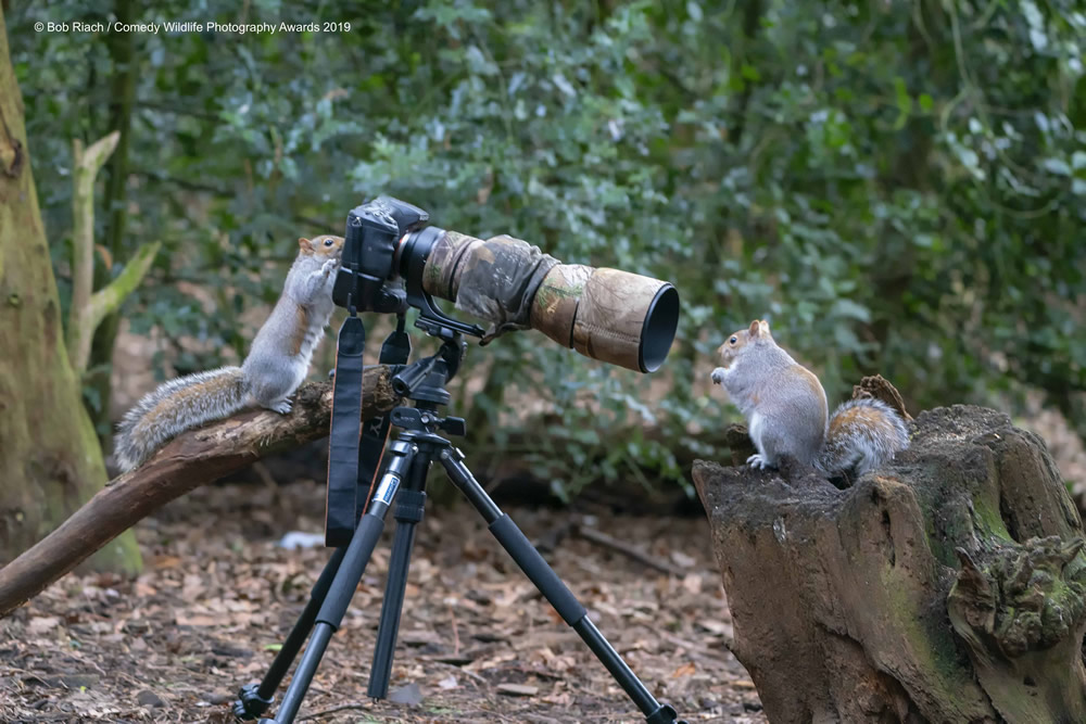 Best Entries (So Far) Of Comedy Wildlife Photography Awards 2019