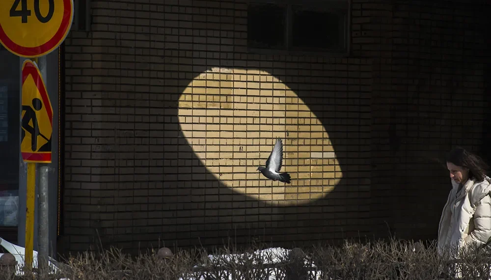 Pigeon flying through a spotlight on a brick wall, urban street scene