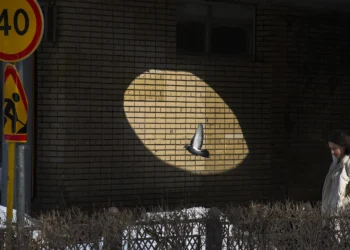 Pigeon flying through a spotlight on a brick wall, urban street scene