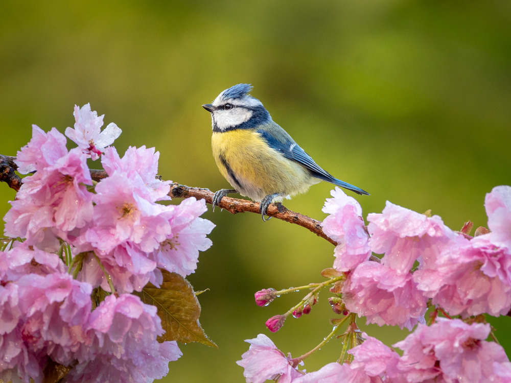 Blue tit on blossom tree