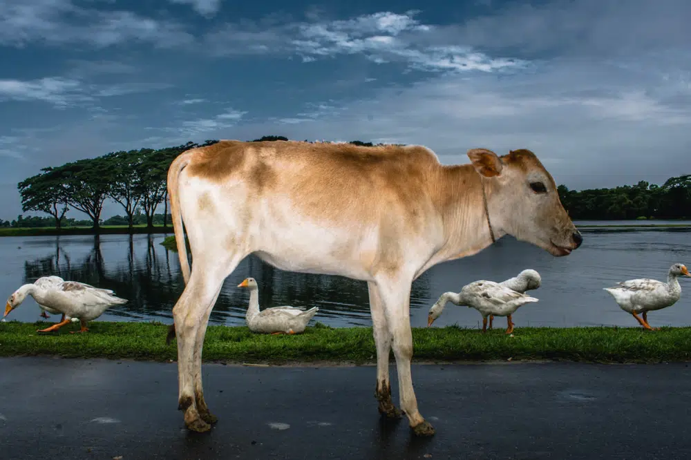 My Personal Best: Bangladeshi Street & Travel Photographer Pranto Nayan