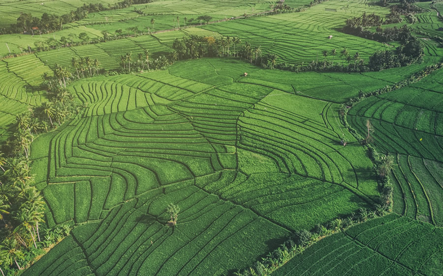 Keep it green - Bali, Indonesia 
