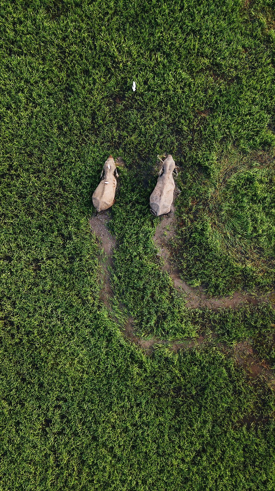 Grazing Elephants - San Francisco, United States