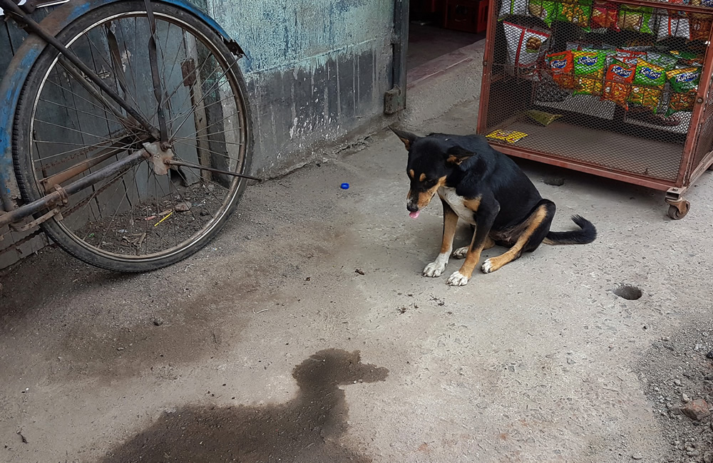 Animals On Street: Winners And Honorable Mentions Of In-Street July 2019 Contest