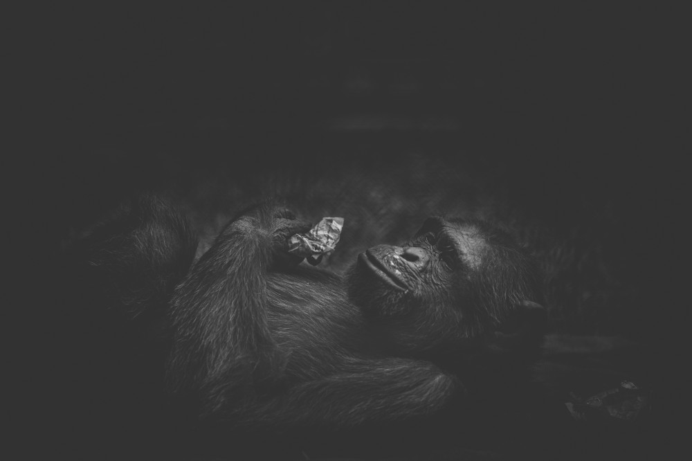 Prisoners: Photo Series About Zoo Animals By Shafiqul Islam