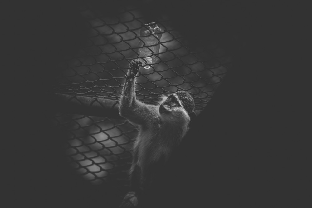 Prisoners: Photo Series About Zoo Animals By Shafiqul Islam