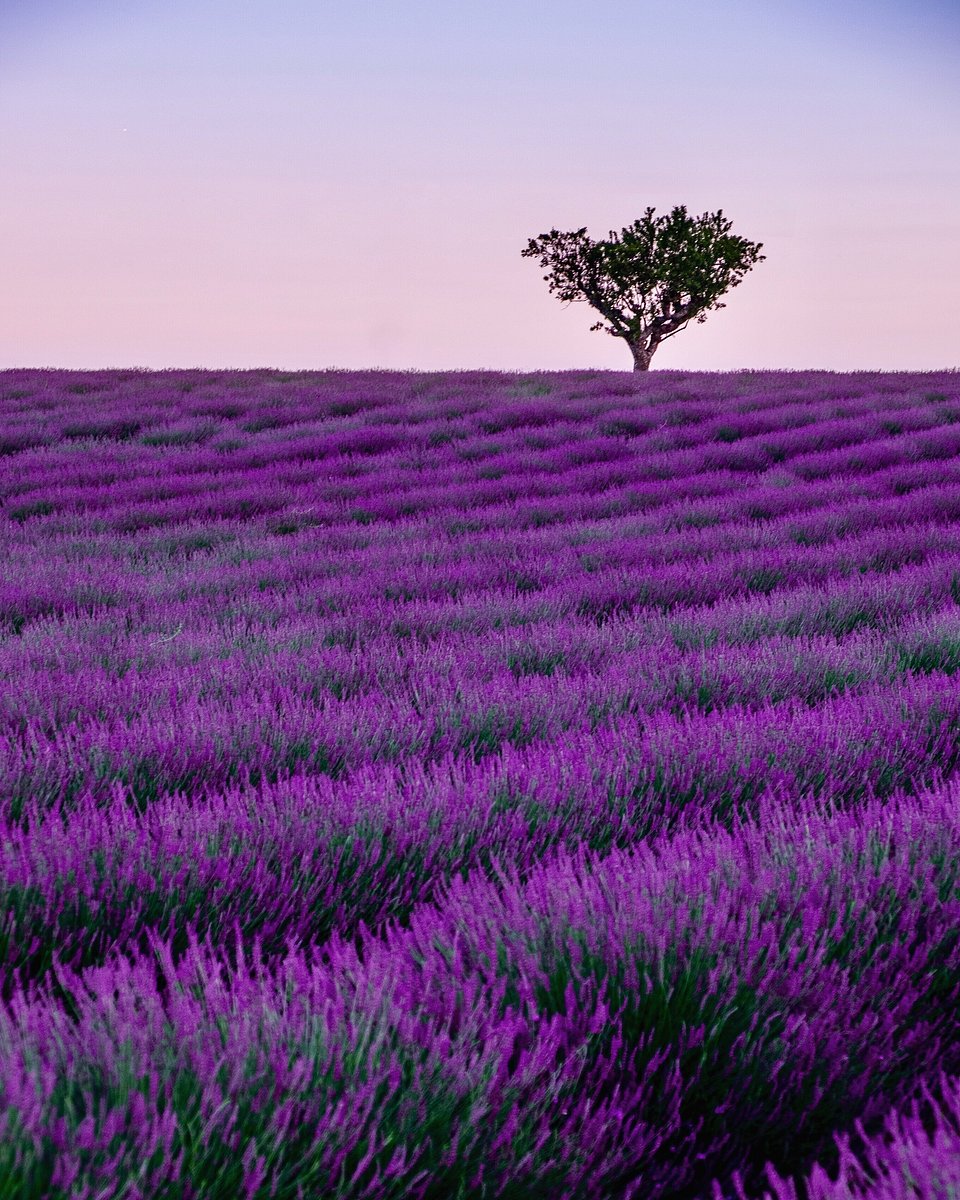 Lavender dreams