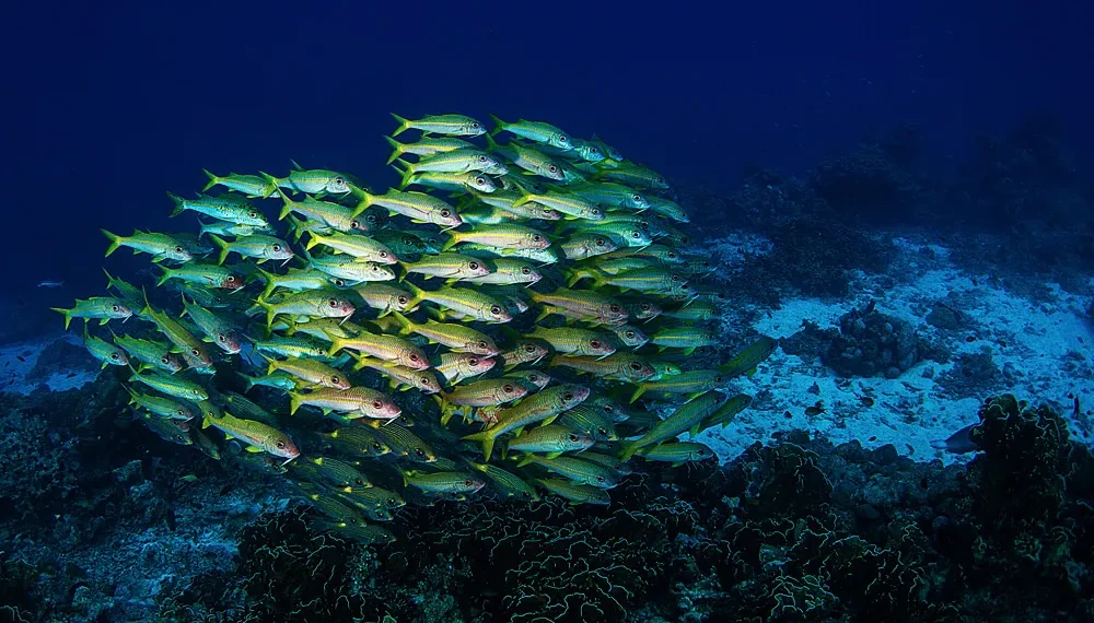 The Beautiful Beneath: The Magical World of Andaman Sea By Samya Sengupta 24 Shoal of yellow-striped fish swimming above a coral reef in deep blue water