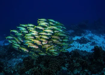 Shoal of yellow-striped fish swimming above a coral reef in deep blue water