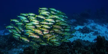 Shoal of yellow-striped fish swimming above a coral reef in deep blue water