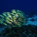 The Beautiful Beneath: The Magical World of Andaman Sea By Samya Sengupta 213 Shoal of yellow-striped fish swimming above a coral reef in deep blue water