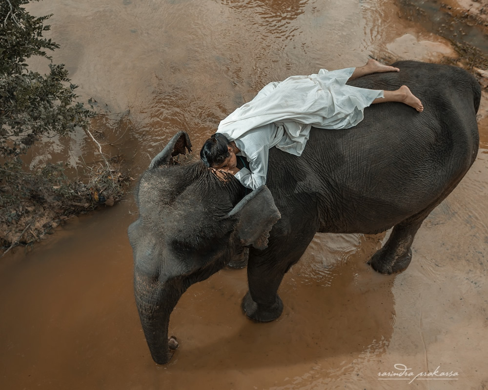 Elephant: A Soulful Fine Art Photographs By Rarindra Prakarsa