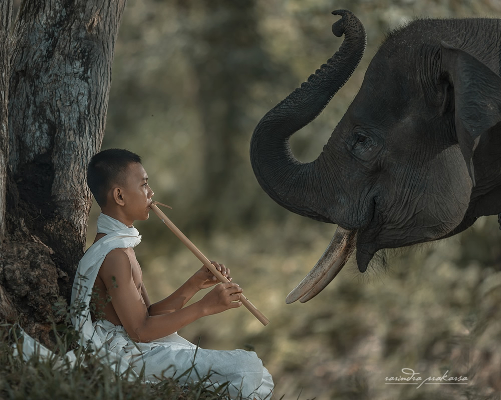 Elephant: A Soulful Fine Art Photographs By Rarindra Prakarsa