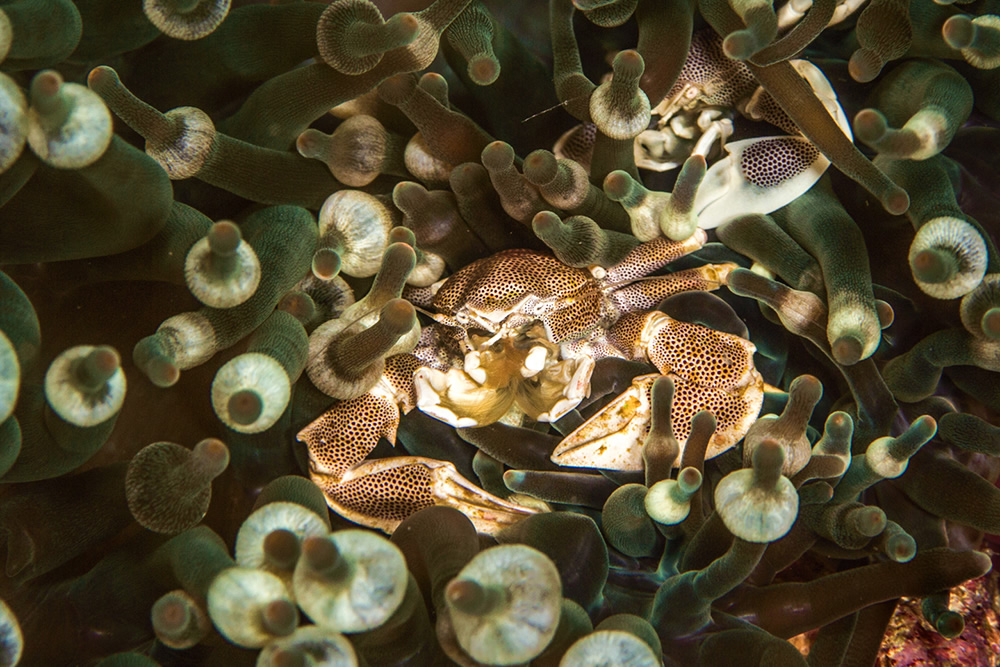 The Beautiful Beneath: The Magical World of Andaman Sea By Samya Sengupta