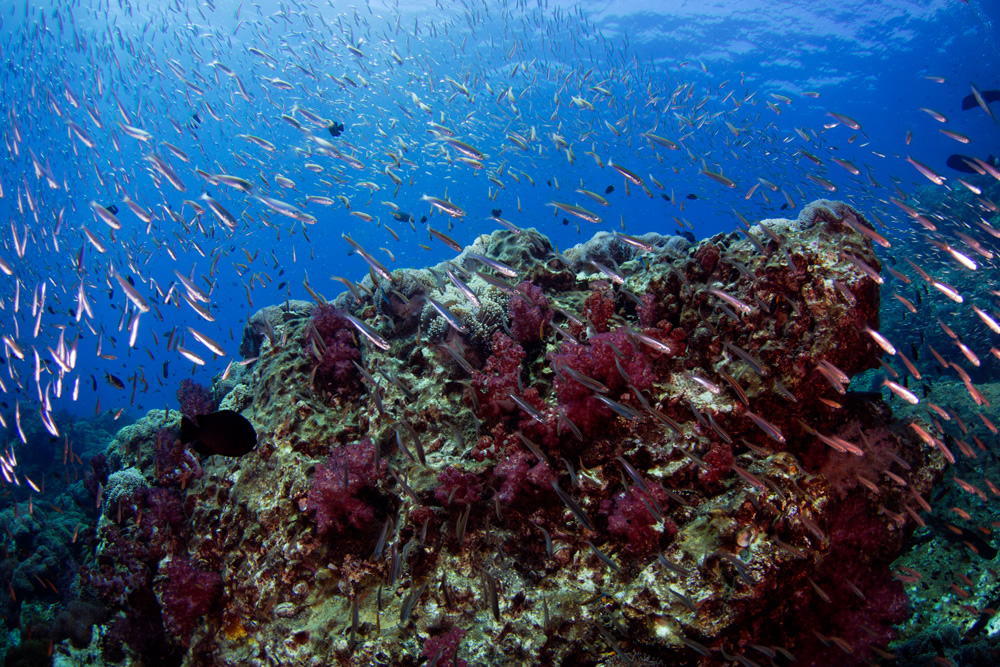 The Beautiful Beneath: The Magical World of Andaman Sea By Samya Sengupta