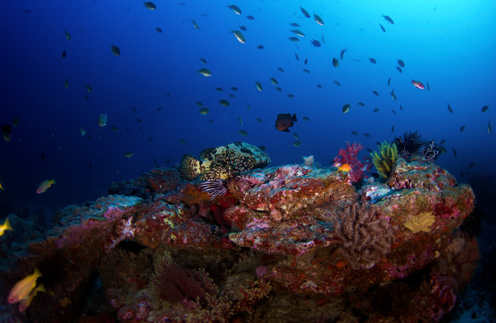 The Beautiful Beneath: The Magical World of Andaman Sea By Samya Sengupta
