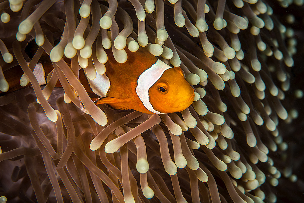 The Beautiful Beneath: The Magical World of Andaman Sea By Samya Sengupta